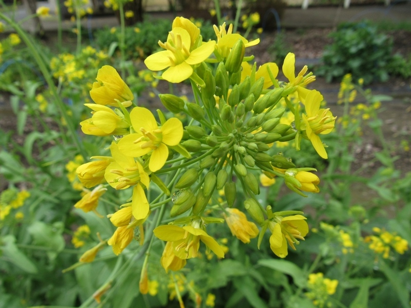 (クリックして拡大表示) いよいよ啓蟄、虫が飛び回ります!! 菜の花