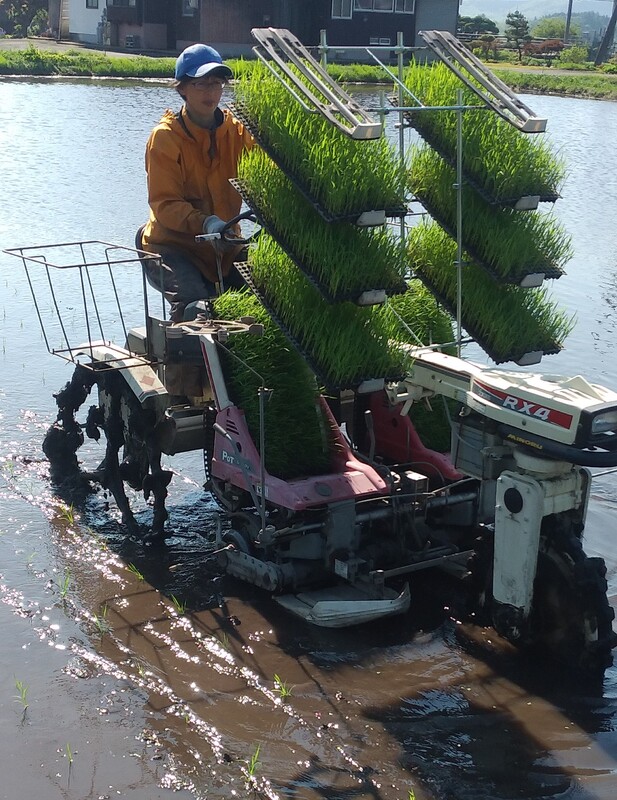 (¥¯¥ê¥Ã¥¯¤·¤Æ³ÈÂçɽ¼¨) ½µËö¤ÎÅÄ¿¢¤¨¤ º£Æü¤ÏËÜÅö¤Ë½ë¤¤¤Ç¤¹