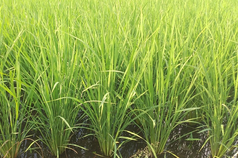 (¥¯¥ê¥Ã¥¯¤·¤Æ³ÈÂçɽ¼¨) ¤·¤Ã¤«¤ê¤È¸÷¹çÀ®¤·¤Æ¤¤¤Þ¤¹ Â礤¯³«Ä¢¤·¤¿°ð¤Î»Ñ¤Ë¤Ê¤ê¤Þ¤·¤¿¡£