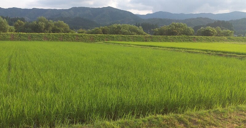 (¥¯¥ê¥Ã¥¯¤·¤Æ³ÈÂçɽ¼¨) ½üÁðºî¶È¤â¤Ê¤ó¤È¤«½ª¤ï¤Ã¤Æ ½çÄ´¤Ë°é¤Ã¤Æ¤¤¤Þ¤¹