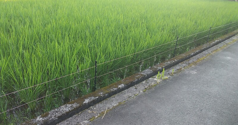 (¥¯¥ê¥Ã¥¯¤·¤Æ³ÈÂçɽ¼¨) ¥¤¥Î¥·¥·¤¬½Ð¸½¤·¤À¤·¤¿¤Î¤Ç Åźô¤Ç°Ï¤¤¤Þ¤·¤¿