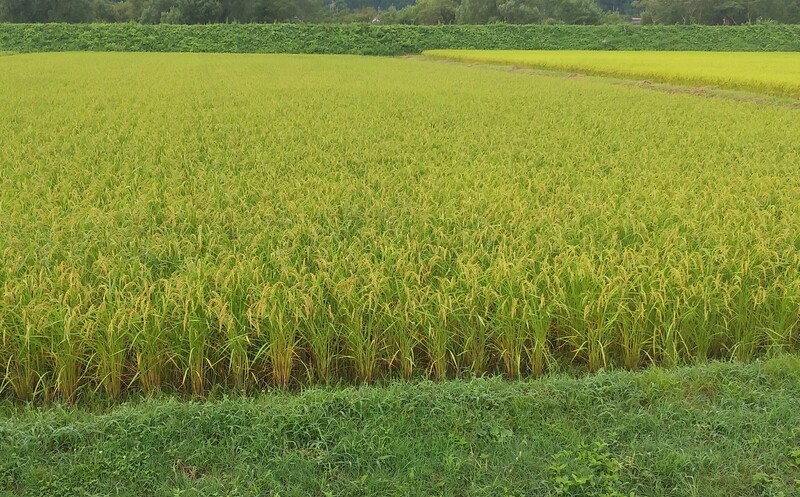 (¥¯¥ê¥Ã¥¯¤·¤Æ³ÈÂçɽ¼¨) 8·î¤â½ª¤ï¤ê¤Ç¤¹¤Í °ð´¢¤ê»þ´ü¤¬¶á¤Å¤¤¤Æ¤¤Þ¤·¤¿