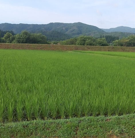 (¥¯¥ê¥Ã¥¯¤·¤Æ³ÈÂçɽ¼¨) ÅĤó¤Ü¤Î½üÁðºî¶È¤â½ª¤ï¤Ã¤Æ ½çÄ´¤ËÀ¸°é¤·¤Æ¤¤¤Þ¤¹