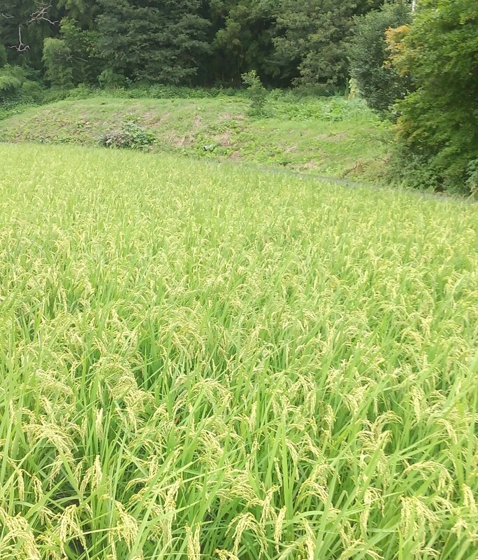 (¥¯¥ê¥Ã¥¯¤·¤Æ³ÈÂçɽ¼¨) ´°Çä¤Î¤ªÃΤ餻 ¿·ÊƤΤ´Í½Ìó¤è¤í¤·¤¯¤ª´ê¤¤¤¤¤¿¤·¤Þ¤¹¡£