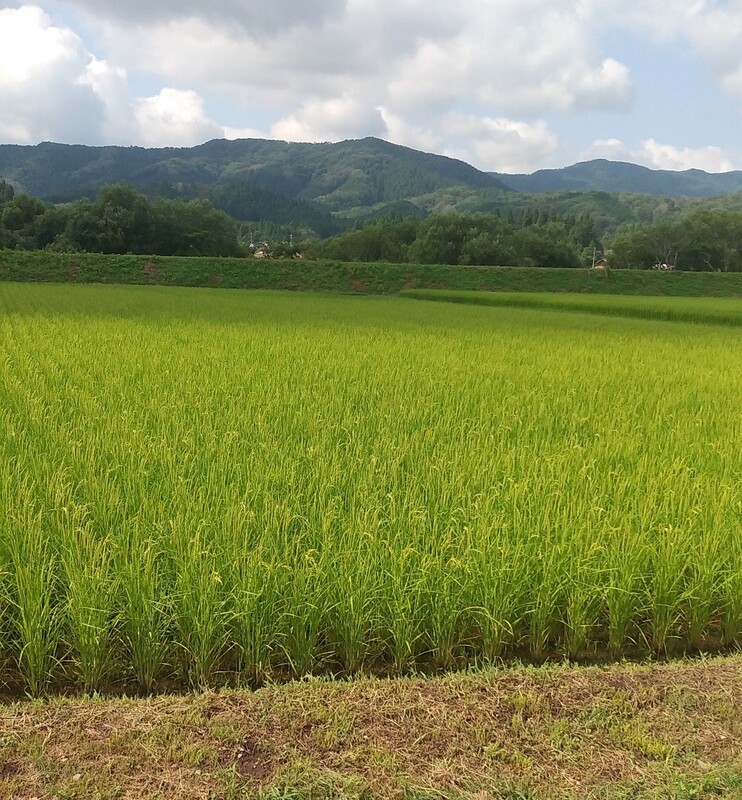 (¥¯¥ê¥Ã¥¯¤·¤Æ³ÈÂçɽ¼¨) ½ÐÊæ ¿·ÊƤÎͽÌó¤â³«»Ï¤·¤Þ¤·¤¿