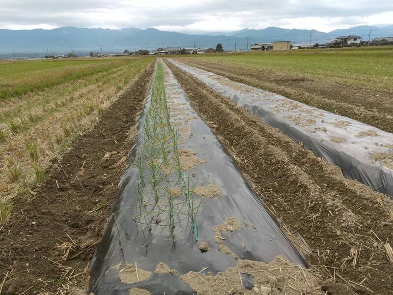 (クリックして拡大表示) 玉ねぎの植え付け 腰が痛くなります(笑)