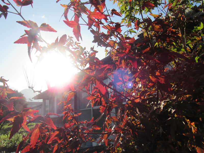 (クリックして拡大表示) 紅葉 赤がきれいですね!!