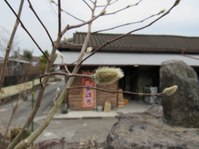 (クリックして拡大表示) つぼみ 立春