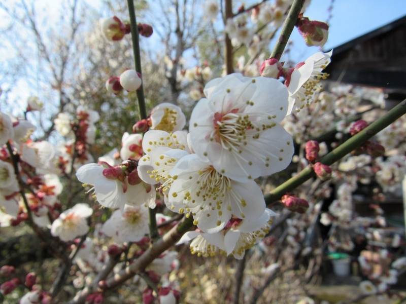 (クリックして拡大表示) 7分咲き 春ですね!