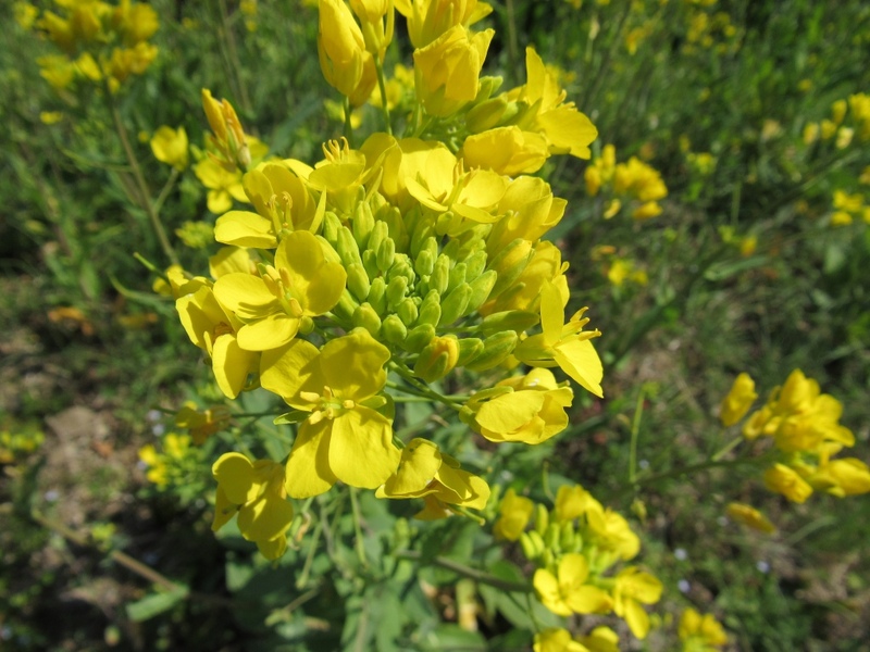 (クリックして拡大表示) 菜の花 あちこちで咲いています!!