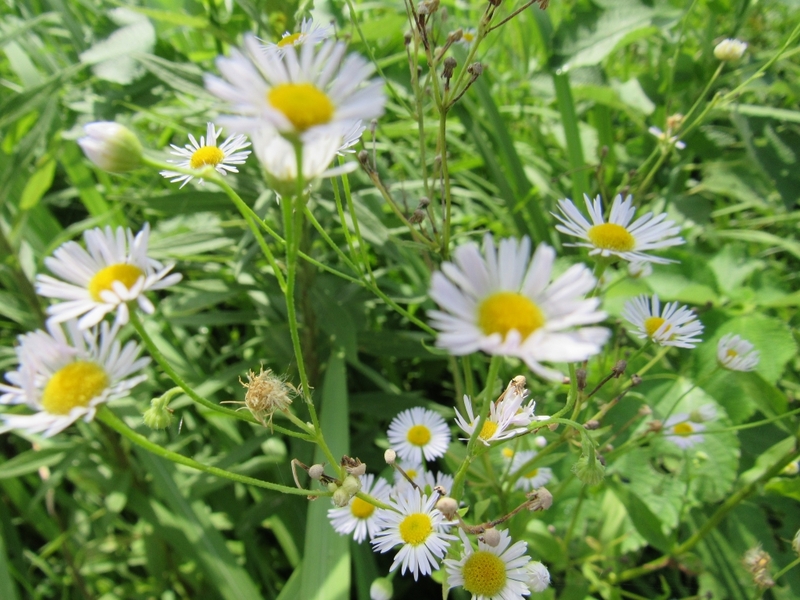 (クリックして拡大表示) あぜに生えていました!! 小さいキク科の花