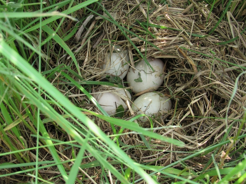 (クリックして拡大表示) 真ガモの卵 田んぼのアゼにあった鳥の巣