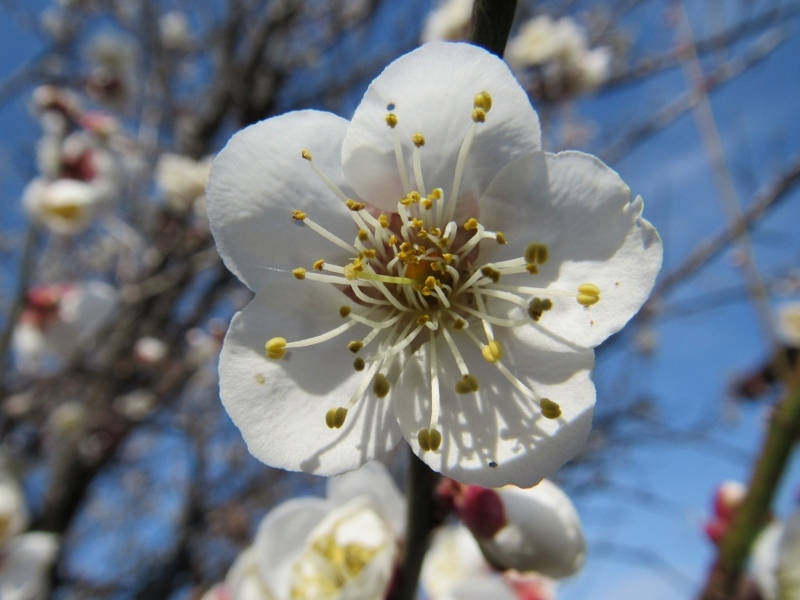 (クリックして拡大表示) 暖かい日が続くようです? 梅満開!