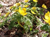 �հ��֤Υե����好���˲ä��ơ�¾�β֤���Ƥ˺餭�Ϥ�ޤ����� 