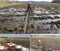 厳選米ドットコム 農場だより おいらの田んぼ 美味しいお米の通販 全国のお米農家による産直販売サイト