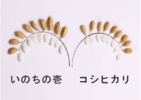 γҥ1.5