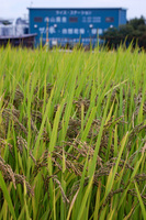 �����Ƥι��Ƥΰ���