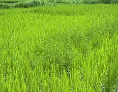 ��Ū�ʤ���� 