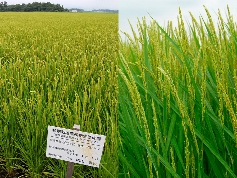 (クリックして拡大表示) 特別栽培米コシヒカリも穂が出揃ってきました 特別栽培米コシヒカリ