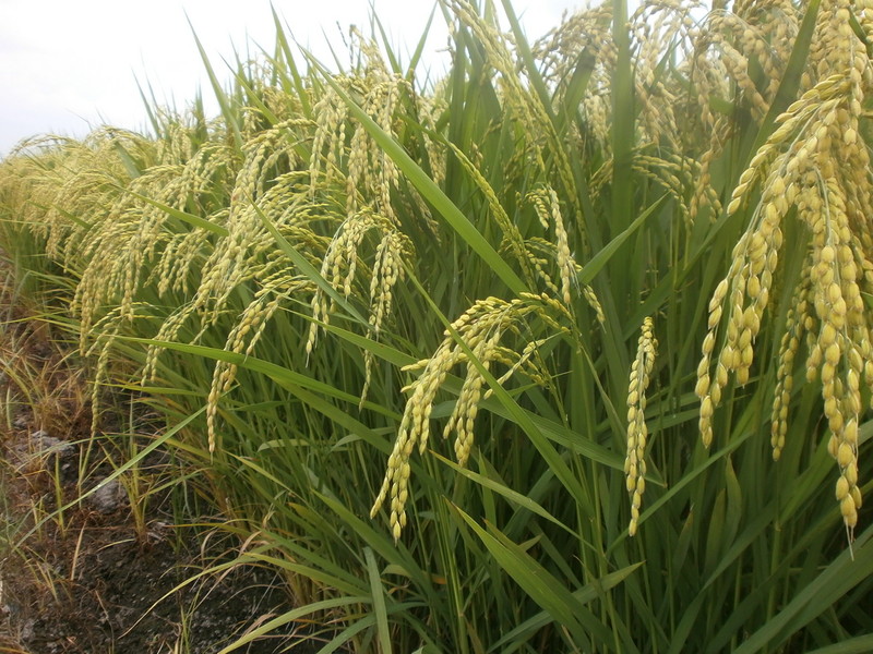 (クリックして拡大表示) 稲穂が垂れてきました。 稲穂