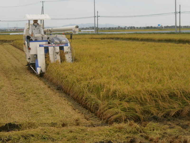 (クリックして拡大表示) 稲刈り始める。 稲刈り。