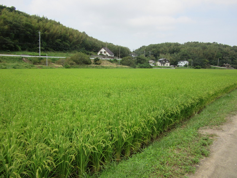 (クリックして拡大表示) 実るほど頭を垂れる稲穂かな! 少し黄色に色付きました。
