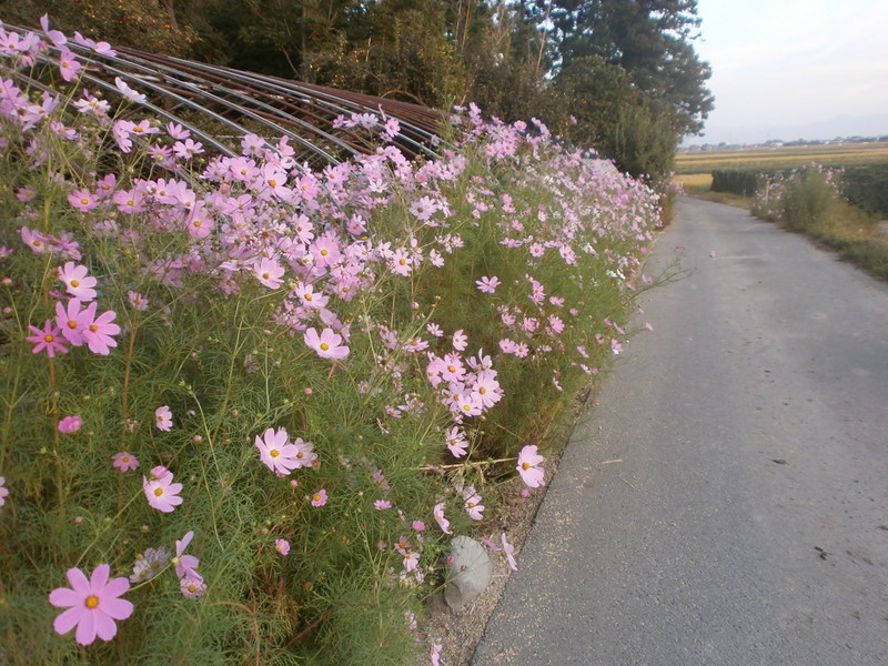 (クリックして拡大表示) コスモス満開 コスモス満開