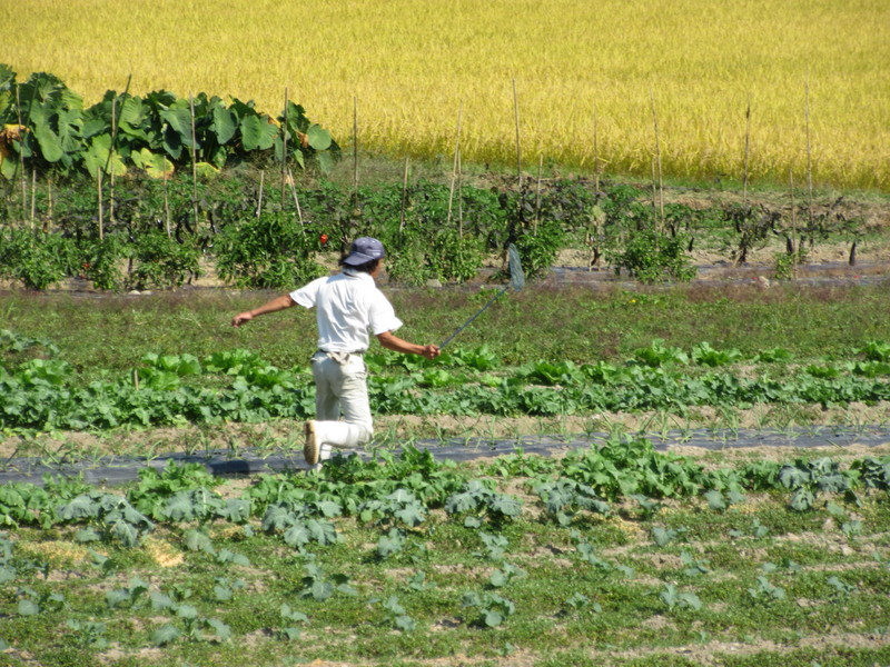 (クリックして拡大表示) 畑で運動会 童心に帰ってチョウチョを追いかけてます。