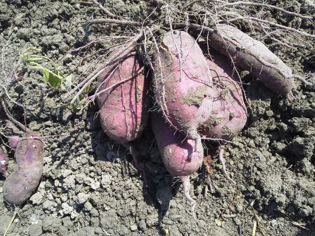 (クリックして拡大表示) からいも採れたぞ−! 借りてから1年目の田んぼ