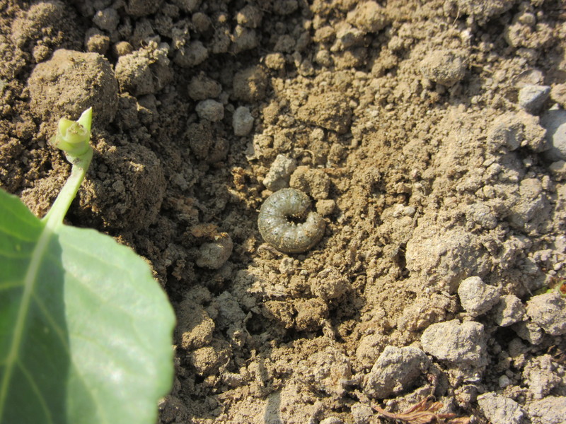 (クリックして拡大表示) キャベツの苗が根切り虫にやられました。 根切り虫を成敗