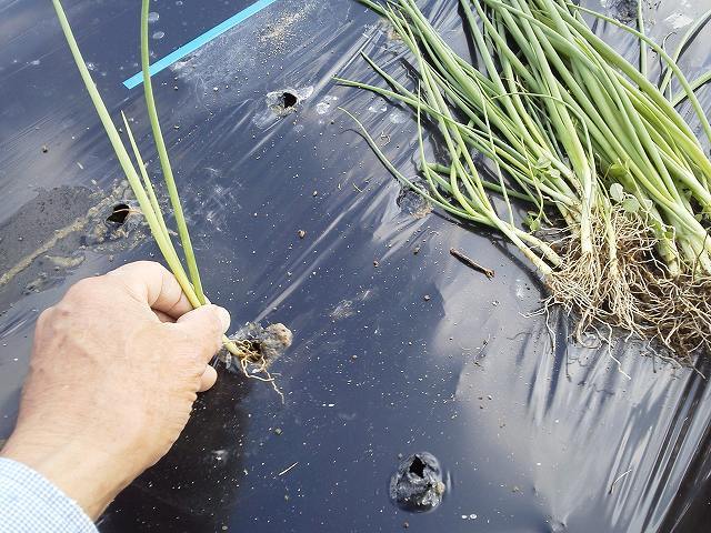 (クリックして拡大表示) 玉ねぎ苗植え 一本一本、苗を植え付けます。