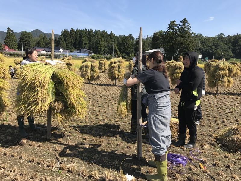 (クリックして拡大表示) 天日干し 稲刈り始まりました 青空のした黄金色の稲の杭掛け
