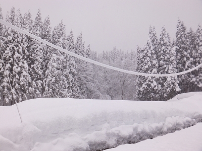 (クリックして拡大表示) 今朝は。 真ん中あたりに見える電線にもずっしり積もって、垂れ下がっています。