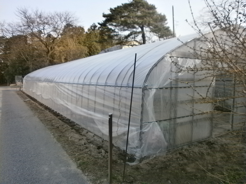 (クリックして拡大表示) 育苗ハウスのビニール張り 育苗ハウス