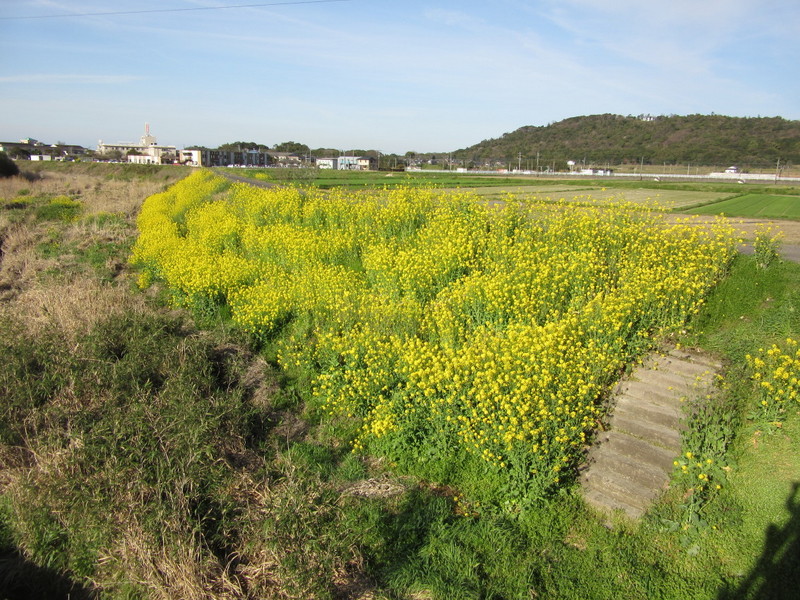 (クリックして拡大表示) 菜の花 春はやっぱり土手の花