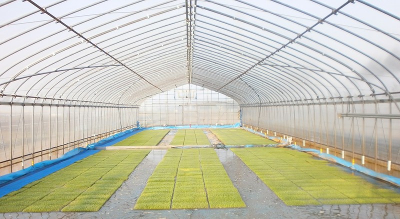 (クリックして拡大表示) 育苗シートをはぎました。 早苗