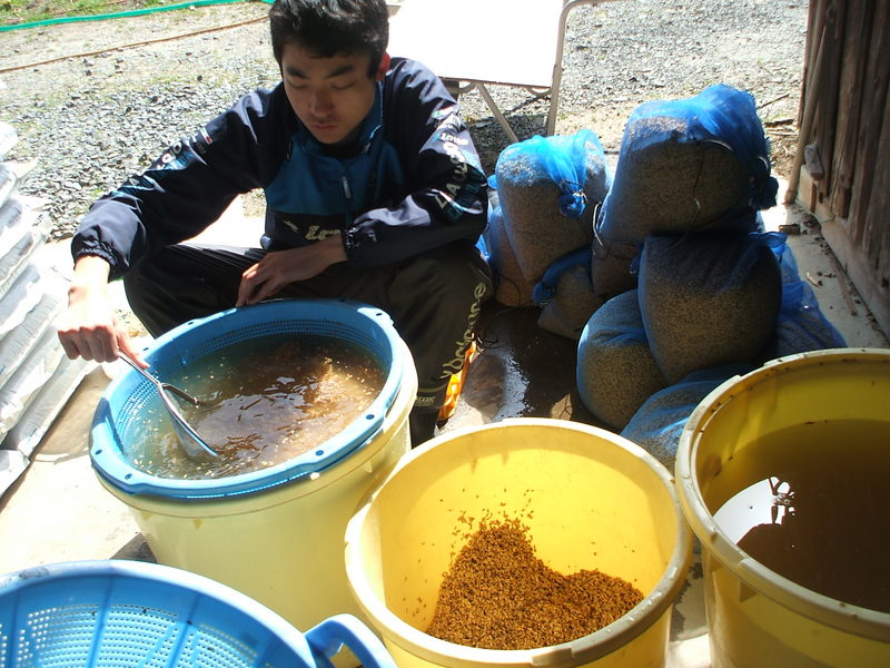 (クリックして拡大表示) 種もみの塩水選はじまりました。  種もみの選別