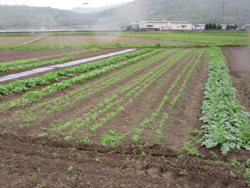(クリックして拡大表示) 野菜の成長を見るのは楽しい。 日増しに大きくなります。