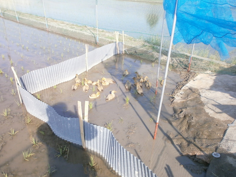 (クリックして拡大表示) カモ水田デビューです。 水田デビュー