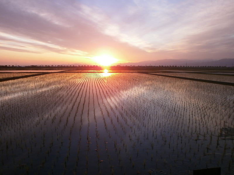 (クリックして拡大表示) 田植え終わりました。 田植え終わりました。