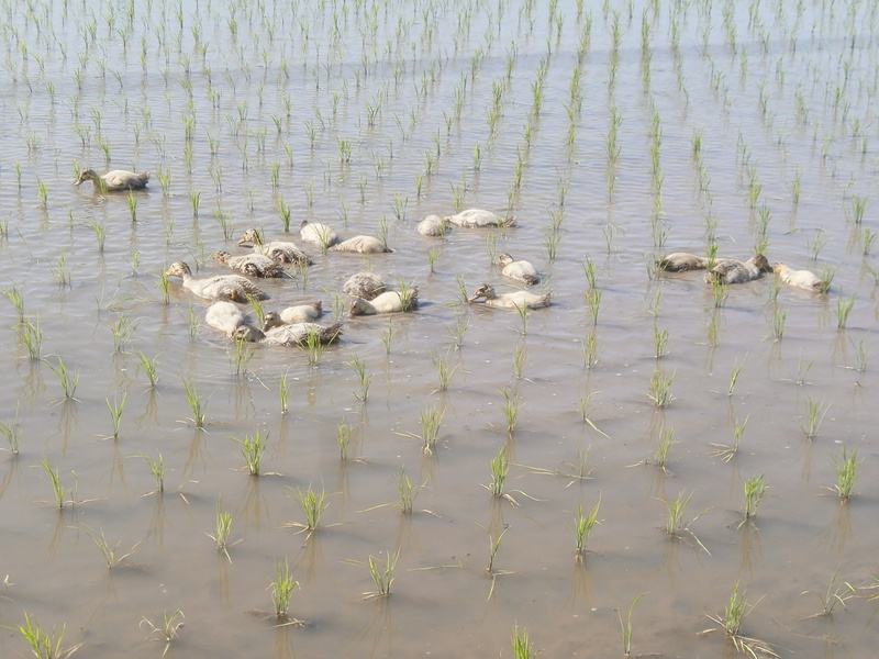 (クリックして拡大表示) カモ元気よく仕事しています。 仕事中