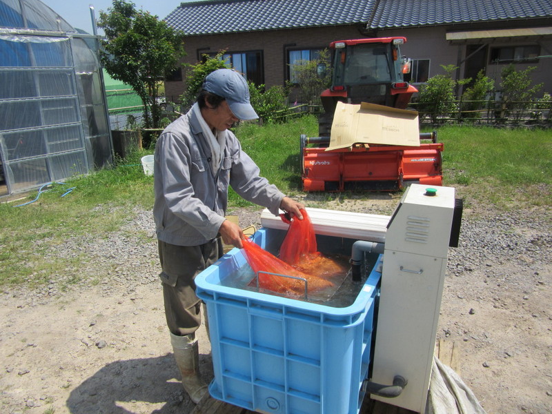 (クリックして拡大表示) 種籾の温湯消毒 温湯消毒後、水に漬けて冷やします。