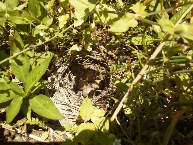 (クリックして拡大表示) ヒバリの巣、田植えの準備が出来ない! 巣立つまで、待ちます!