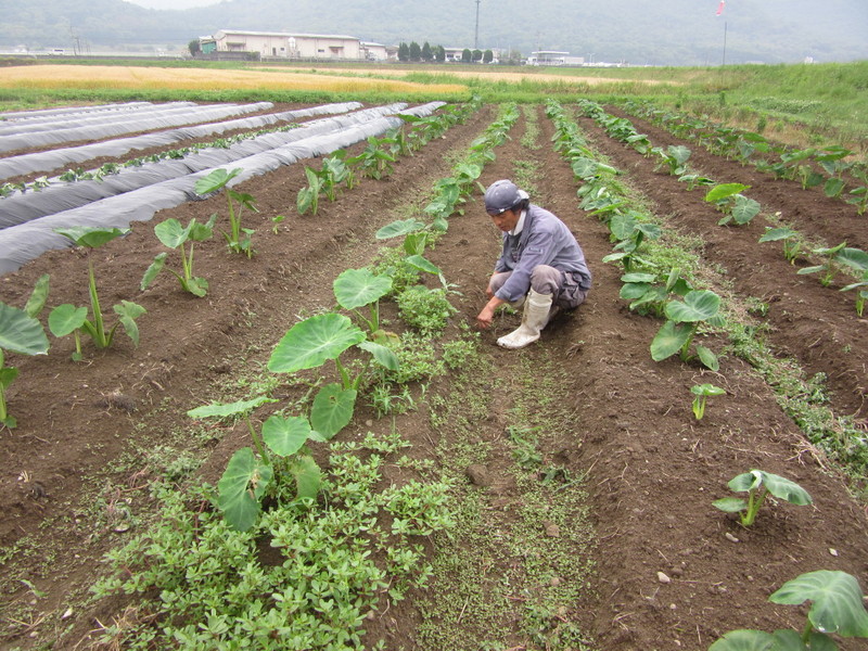 (クリックして拡大表示) サトイモ畝の草むしり。 1に忍耐、2に忍耐、3に・・・・