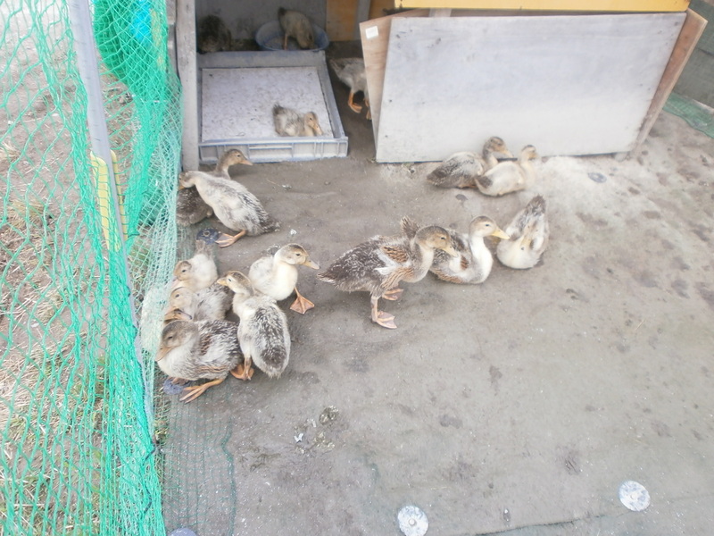 (クリックして拡大表示) カモの産毛がとれてきました。 産毛がとれてきました。