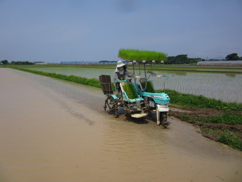 (クリックして拡大表示) 田植えが終わりホッとしました。 みのる式ポットで田植えをしています。