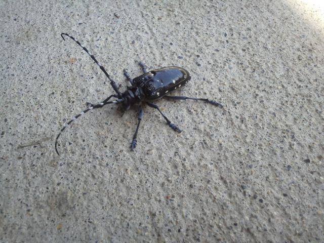 (クリックして拡大表示) カミキリムシ 大きめの成虫です。