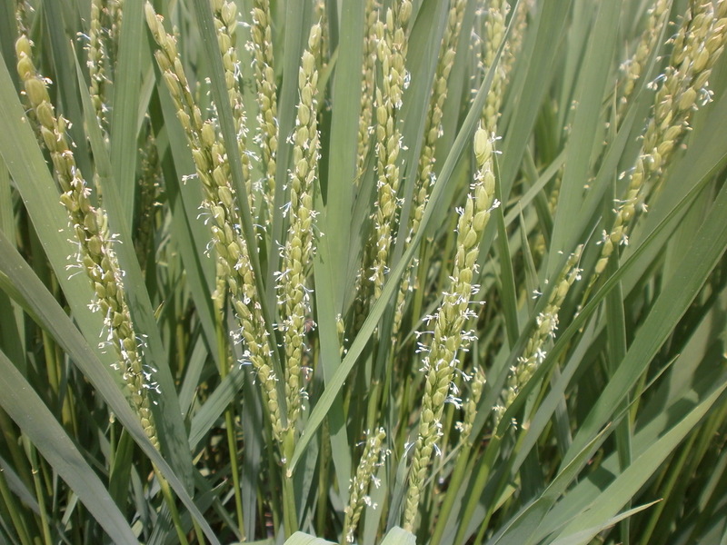 (¥¯¥ê¥Ã¥¯¤·¤Æ³ÈÂçɽ¼¨) ½ÐÊæ»Ï¤Þ¤ë¡£ ½ÐÊæ