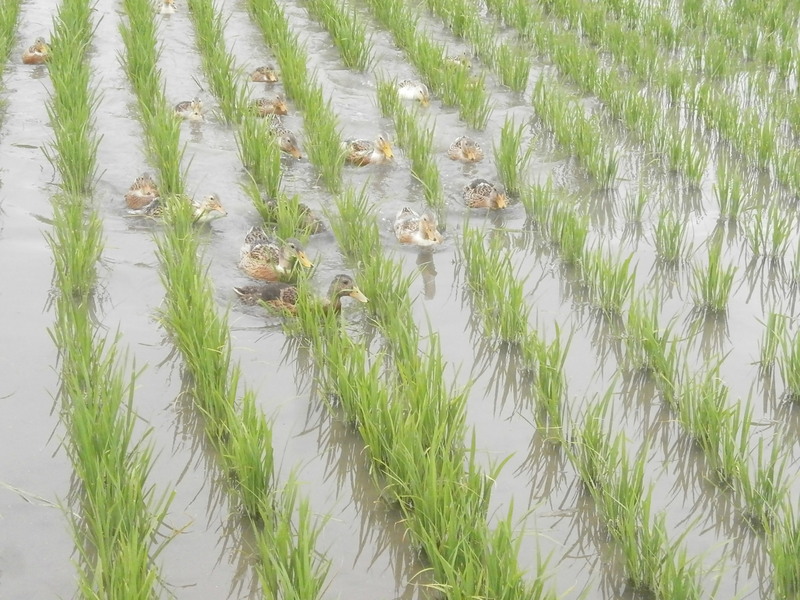 (クリックして拡大表示) カモ元気に頑張っています。 カモ仕事中