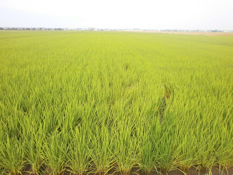 (¥¯¥ê¥Ã¥¯¤·¤Æ³ÈÂçɽ¼¨) ÅÄ¿¢¤¨¸å 2¥ö·î¤¬·Ð¤Á¤Þ¤·¤¿¡£ ÅÄ¿¢¤¨¸åÆó¤«·î